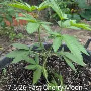 Outdoor 📸Cherry Moonrocks🍒