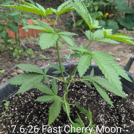 Outdoor 📸Cherry Moonrocks🍒