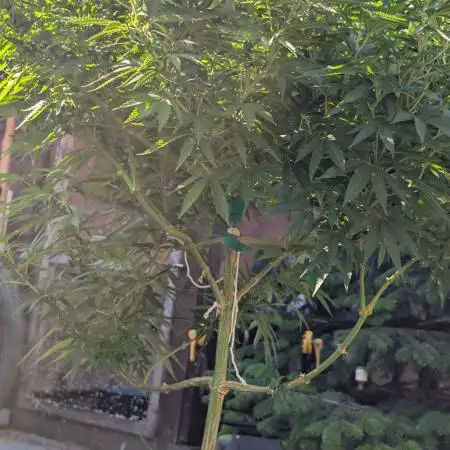 Outdoor  FRUIT 📸🌞🌱