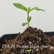 FÉNIXOV ŠEPOT🐦‍🔥🌱