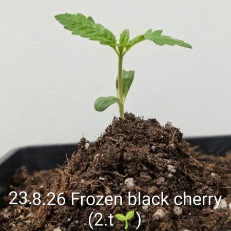 FÉNIXOV ŠEPOT🐦‍🔥🌱