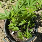 Outdoor 📸Cherry Moonrocks🍒