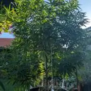 Outdoor FRUIT 📸🌞🌱