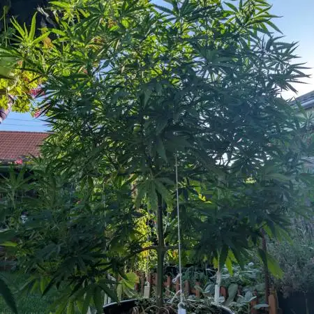 Outdoor  FRUIT 📸🌞🌱