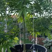 Outdoor  FRUIT 📸🌞🌱
