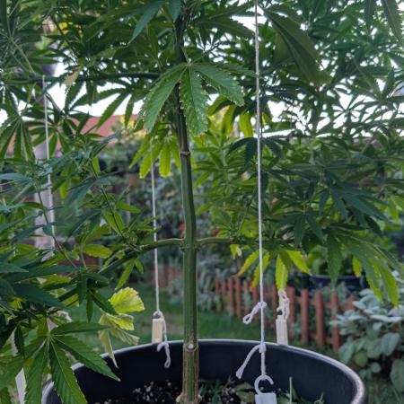 Outdoor  FRUIT 📸🌞🌱