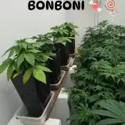 Quattro Bonboni 🍭