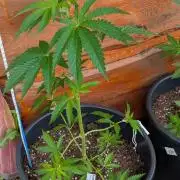 Outdoor  FRUIT 📸🌞🌱