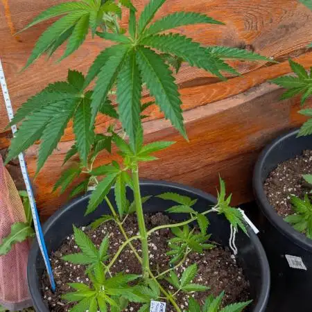Outdoor  FRUIT 📸🌞🌱