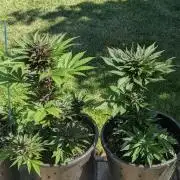 Outdoor 🚗🌞🌱🌱
