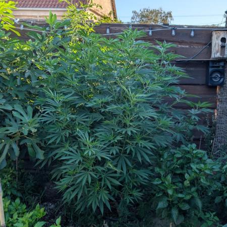 Outdoor 📸Cherry Moonrocks🍒