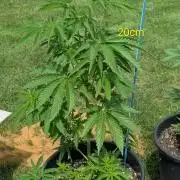 Outdoor  FRUIT 📸🌞🌱