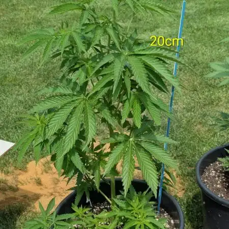 Outdoor  FRUIT 📸🌞🌱