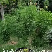 Outdoor  FRUIT 📸🌞🌱