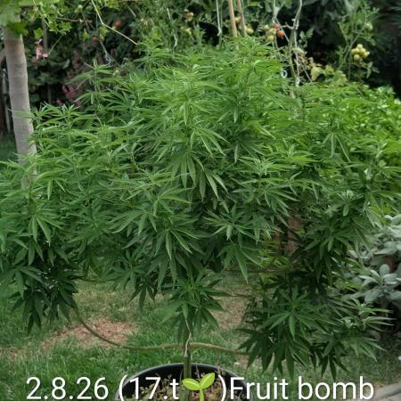 Outdoor  FRUIT 📸🌞🌱