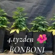 Quattro Bonboni 🍭