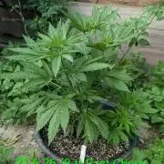 Outdoor 📸Cherry Moonrocks🍒