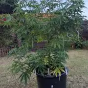 Outdoor  FRUIT 📸🌞🌱