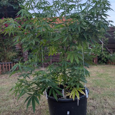 Outdoor  FRUIT 📸🌞🌱
