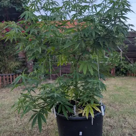 Outdoor  FRUIT 📸🌞🌱