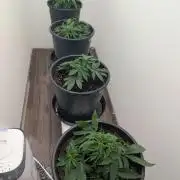 FÉNIXOV ŠEPOT🐦‍🔥🌱