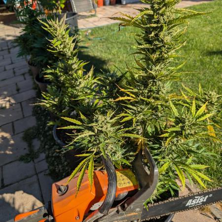 Outdoor 🚗🌞🌱🌱