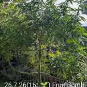 Outdoor  FRUIT 📸🌞🌱