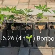 OUT🍬Bonboni HS🍬