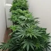 FÉNIXOV ŠEPOT🐦‍🔥🌱