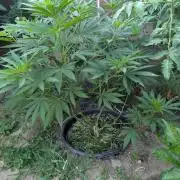 Outdoor 📸Cherry Moonrocks🍒