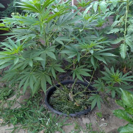 Outdoor 📸Cherry Moonrocks🍒