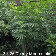 Outdoor 📸Cherry Moonrocks🍒