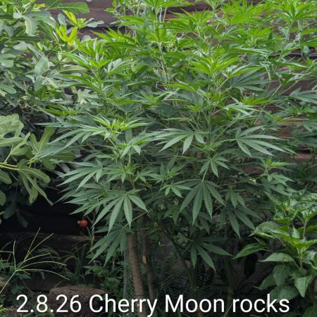 Outdoor 📸Cherry Moonrocks🍒