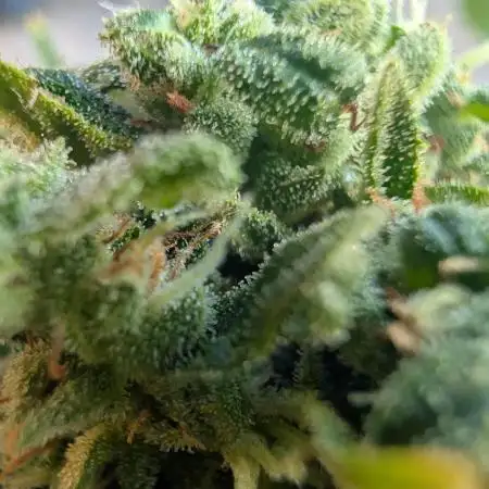 CBDečko Outdoor💚🌱