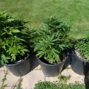 CBDečko Outdoor💚🌱