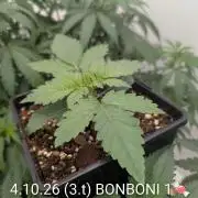 Quattro Bonboni 🍭