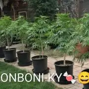 OUT🍬Bonboni HS🍬