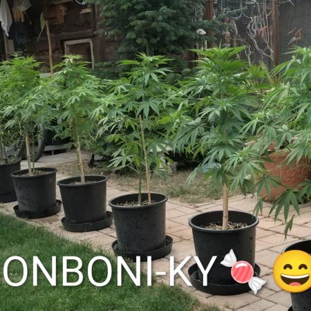 OUT🍬Bonboni HS🍬