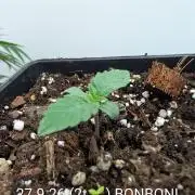Quattro Bonboni 🍭