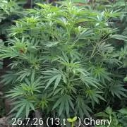 Outdoor 📸Cherry Moonrocks🍒
