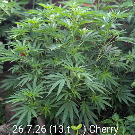 Outdoor 📸Cherry Moonrocks🍒