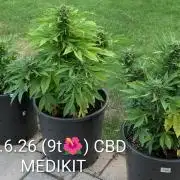 CBDečko Outdoor💚🌱