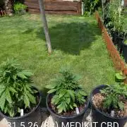 CBDečko Outdoor💚🌱