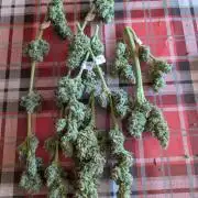 Outdoor 🚗🌞🌱🌱