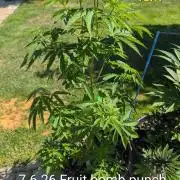 Outdoor  FRUIT 📸🌞🌱