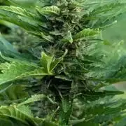 CBDečko Outdoor💚🌱