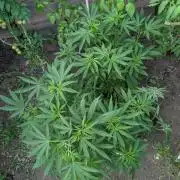Outdoor 📸Cherry Moonrocks🍒