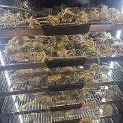 Afghan Kush