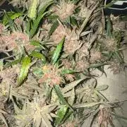 Mango G