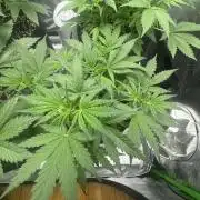 Cinderella „DisneyGrow“